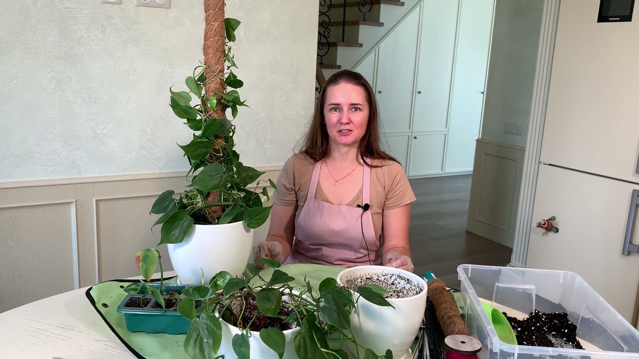 №14. Филодендрон на опоре. Как можно разместить лиану.