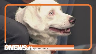 This sweet pup is deaf, visually impaired and looking for a new home