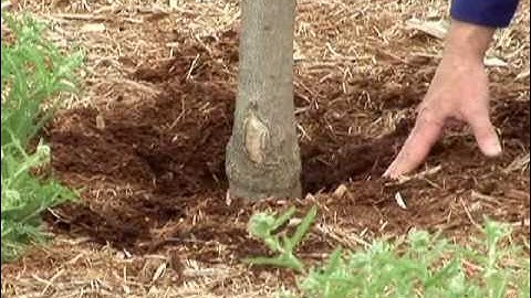 When Applying Mulch, Trees Need to Breathe