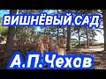 Вишнёвый сад. А.П.Чехов.