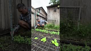 Time To Trellis The Sugar Snap Peas