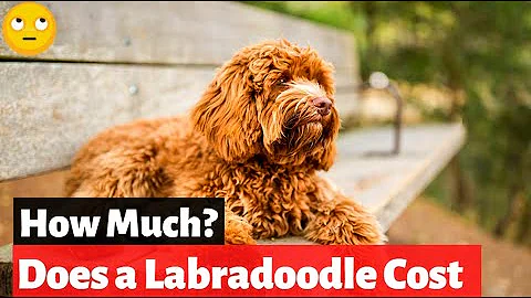 Quanto diventa grande un cane Bolognese?