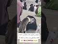 سيبكم من نداله لمصور الحريف فيكم يقول لي وش سحبت القطه من الشنطة في عز النهار