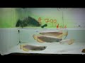 ASIAN AROWANA FISH STORE and FARM TOUR in Singapore!
