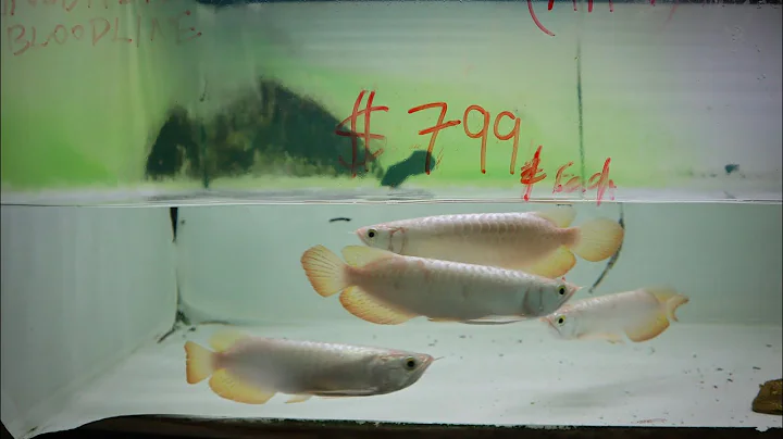 ASIAN AROWANA FISH STORE and FARM TOUR in Singapore! - DayDayNews