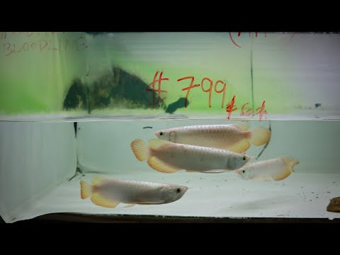 arowana baby fish price