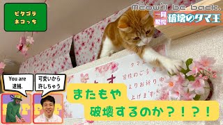 【桜を破壊】ピタゴラネコっち#5~おめでたい事だニャン~The Cat is going to destroy Sakura. by タマ王 TAMAO feat. 青木マーケ㈱ 1,123 views 1 month ago 1 minute, 30 seconds