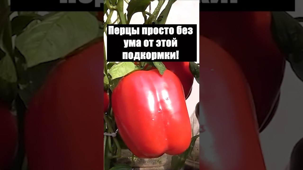Перцы просто без ума от этой подкормки! #огород #сад #дача