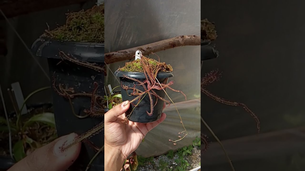 Planta carnívora Drosera Hartmeyerorum