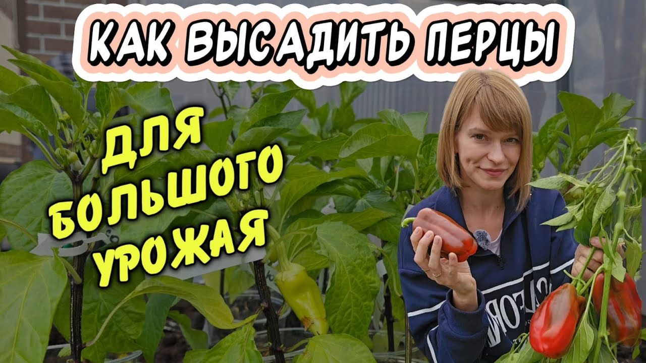 Перец в теплице