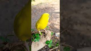 Beautiful Yellow Bird #Lovebirdsforever #Cuteparrot #Cutebird
