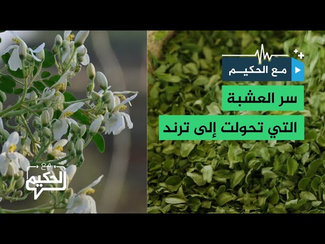 "شجرة المعجزات".. عشبة تتحول إلى ترند عالمي على منصات التواصل!