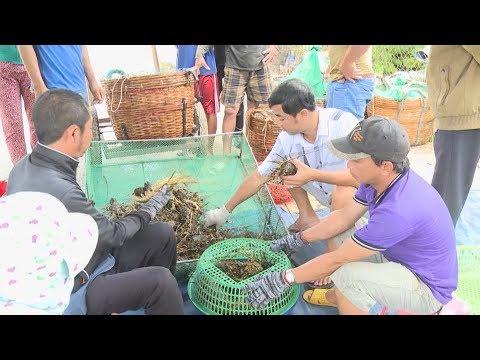 Video Giá tôm hùm giảm sâu, tỷ lệ hao hụt lớn - youtube