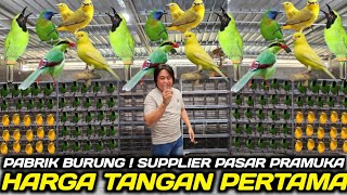SIDAK !!! INI DIA PABRIK GROSIR BURCIL & OMBYOKAN TERBESAR HARGA SAUDARA SUPPLIER PASAR PRAMUKA