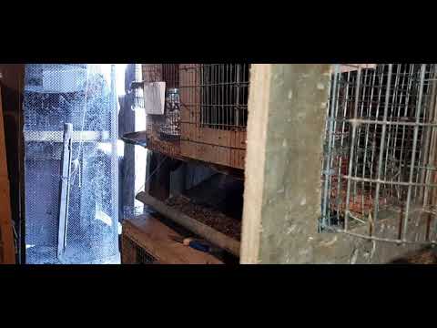 რა იწვევს ბაჭიებში შებერილობას და კუჭის აშლას