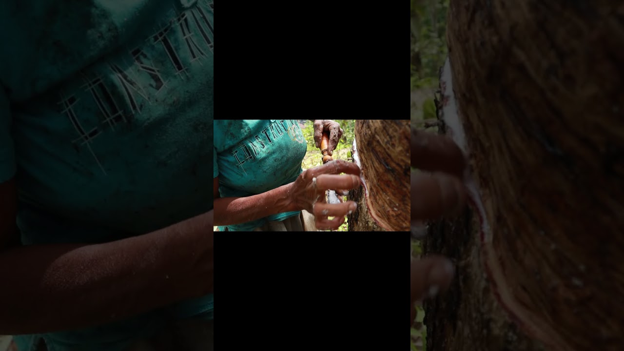 Amazing Natural Rubber Harvesting Process 2 🌳✨ | 