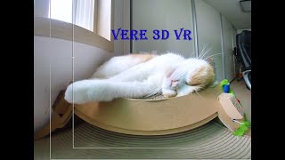 [180 3D VR] Verelife 80 You can see cat 'vere' sleeping from various angles.