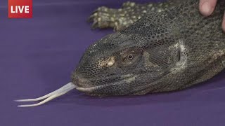 Cold-blooded friends take over Richard Borchard Fairgrounds