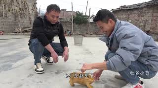 Download Lagu The shop owner bought a soft-shelled turtle for 670 yuan, but villagers surrounded him and questi... MP3