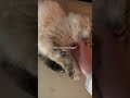 This 💖 #foryou #fyp #viral #cat #cutecat #preppy #funnycat #cutecats #kitty #kitten #kittenlove