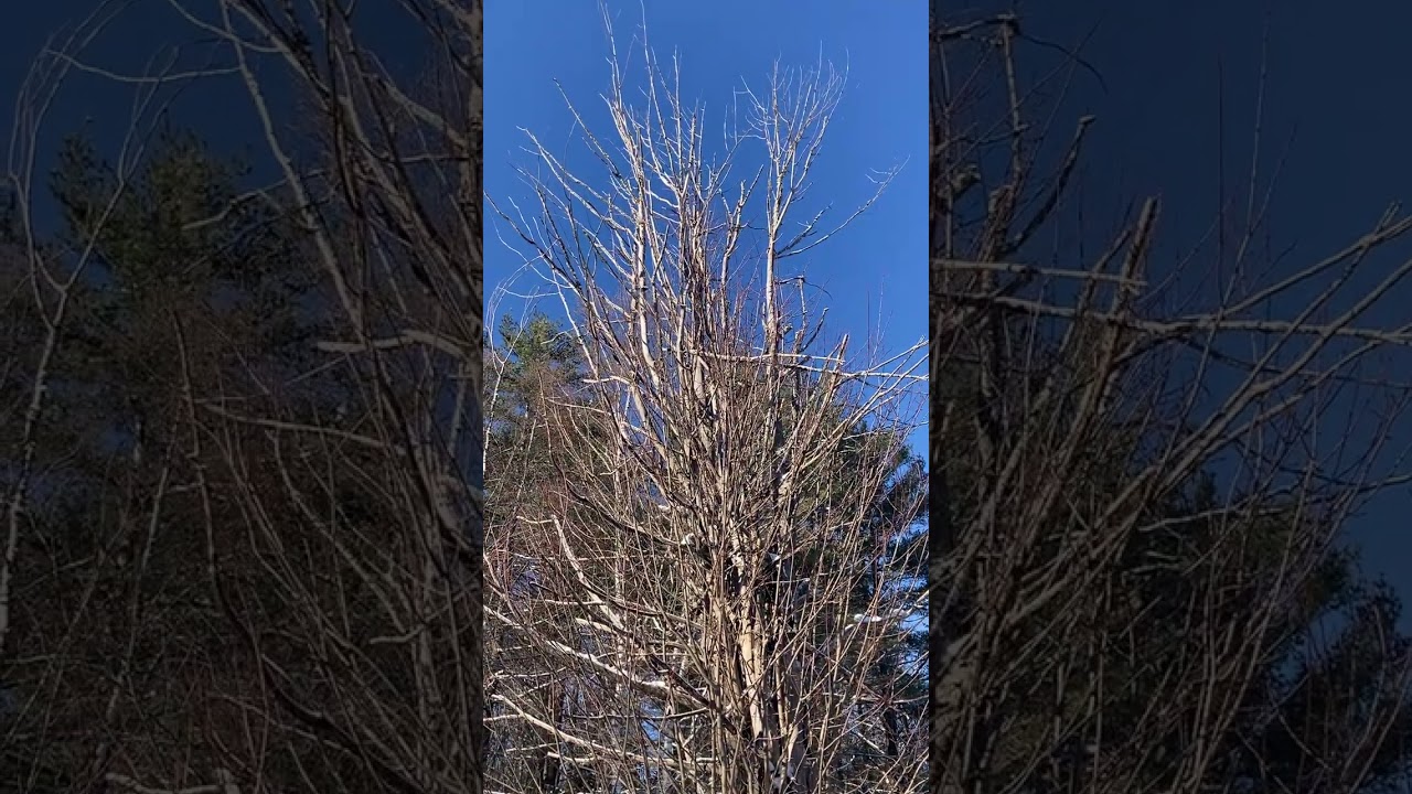Half-dead maple tree battle - Red squirrel chases Blue jays away from my burnt offerings 