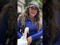 Conoce a Merlín, el pato que conquistó el Mundial y se volvió viral en México
