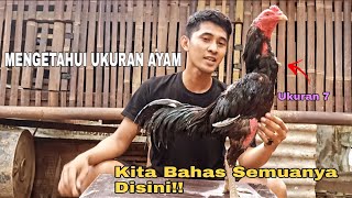 cara mengetahui ukuran ayam