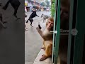 #dogshorts #funny #monkeyvideo