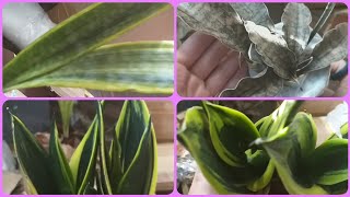 видео: Впервые заказала растения почтой✉Сортовые сансевиерии😍Голден флейм🌞Лаурен❤Кирки каньон гранит😊 картинка: Впервые заказала растения почтой✉Сортовые сансевиерии😍Голден флейм🌞Лаурен❤Кирки каньон гранит😊