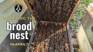 No Risk No Reward  Splitting the Honey Bee Brood Nest in April in Michigan