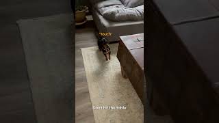 Dachshund Hilariously Disobeys Pet Parent's Instructions and Runs Away!