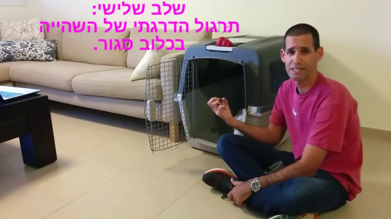 איך להרגיל את הכלב לכלוב אילוף