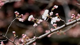 東京で桜開花　気象庁