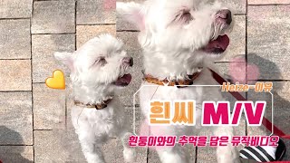 강아지 뮤직비디오 ‘헤이즈-이유’ pet M/V #도심속의흰씨