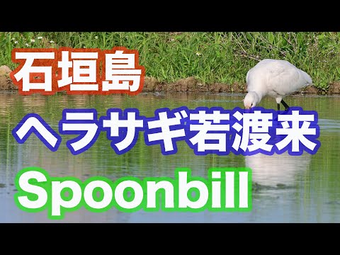 【野鳥撮影】石垣島にヘラサギ若が渡来 Spoonbill