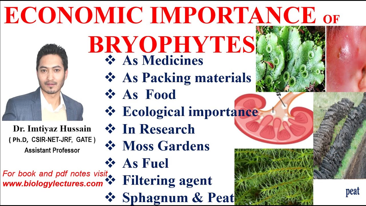 Economic Importance of Bryophytes as medicines, food #bscbotany #bryophytes  #1stsemesterexam