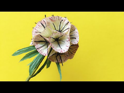 Video: Scabiosa Daj Daj