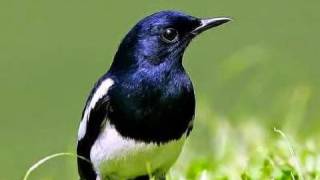 Download SUARA BURUNG KACER MP3 TERBARU MERDU SUARA BURUNG KACER MP3 TERBARU MERDU