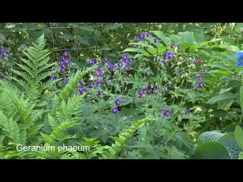 Video: Amatööri-kukkakauppiaiden Klubi 