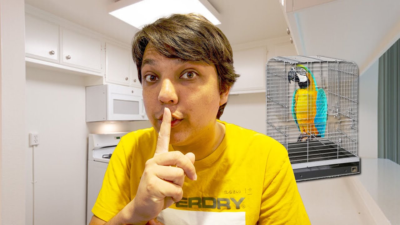 7 лучших попугаев для жизни в квартире