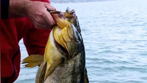 Clash of the Bass Pros: Calico Classic, Part 2