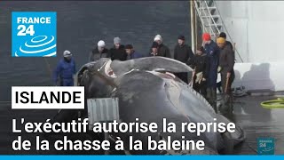 Chasse à la baleine : feu vert de l'Islande après deux mois de suspension • FRANCE 24