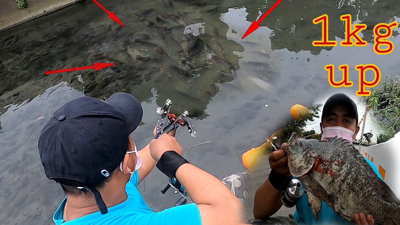 KETAPEL IKAN!!!REKOR TERBESAR DALAM PETUALANGAN SAYA DI SARANG NILA||SLINGSHOT FISH
