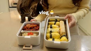 vlog |  아기고양이와 함께하는 집순이의 겨울나기 ☃️ ❄️ 뜨끈뜨끈한 아롱 사태 수육 전골, 도시락으로 귀여운 계란 주먹밥 그리고 그동안 하지 못했던 이야기들