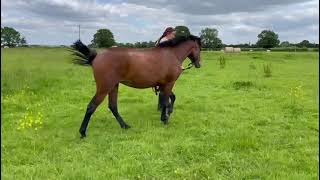 Ad ref 255497 Video 2