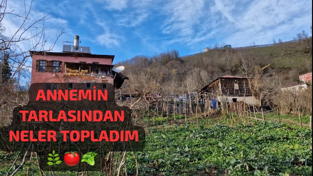 MARUL🥬MAYDANOZ🌿DEREOTU🍅DOMATES KIZARMAMIŞ❗️