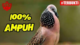 Mewah Pancingan Derkuku Tekukur Gacor Bikin Derkuku Lain Langsung Emosi Nyaut Dan Gacor Mewah Pancingan Derkuku Tekukur Gacor Bikin Derkuku Lain Langsung Emosi Nyaut Dan Gacor