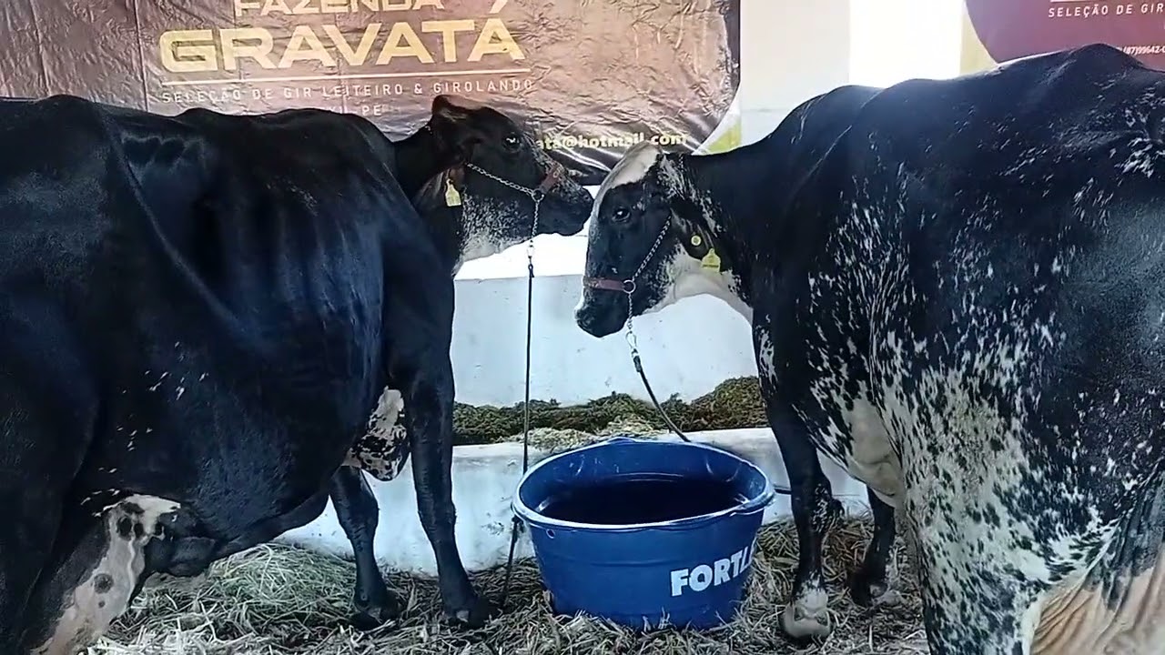 Mostrando os bovinos nas baias de exposição da Expocrato - Parte 3! 