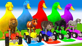 5 Giant Ducks Gorilla Cows Tigers Lions Elephant Fountain Crossing Animal Transforms Paint Animals