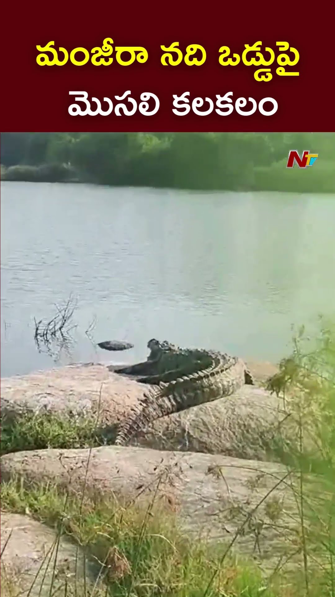 Sanga Reddy : మంజీరానది ఒడ్డుపై మొసలి కలకలం l NTV